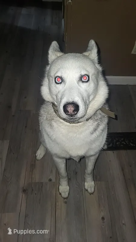 Dora – Siberian Husky puppy for sale in Maurice, LA