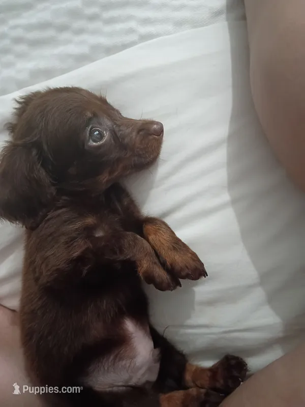 Jellybean – Miniature Dachshund puppy for sale in Jackson, OH