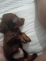 Jellybean, a male Miniature Dachshund for sale in Jackson, OH – 1 of 4