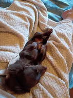 Jellybean, a male Miniature Dachshund for sale in Jackson, OH – 2 of 4