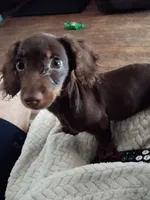Jellybean, a male Miniature Dachshund for sale in Jackson, OH – 4 of 4