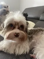 goldust  Puppy, a male Yorkshire Terrier for sale in Lighthouse Point, FL – Photo 2 of 5