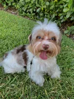 goldust  Puppy, a male Yorkshire Terrier for sale in Lighthouse Point, FL – Photo 5 of 5