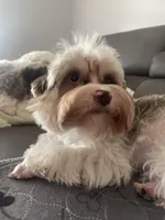 goldust  Puppy, a male Yorkshire Terrier for sale in Lighthouse Point, FL – Photo 4 of 5