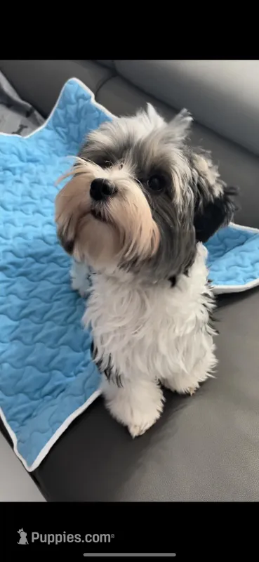 Oliver, a male Biewer for sale in Lighthouse Point, FL – Photo 1 of 4