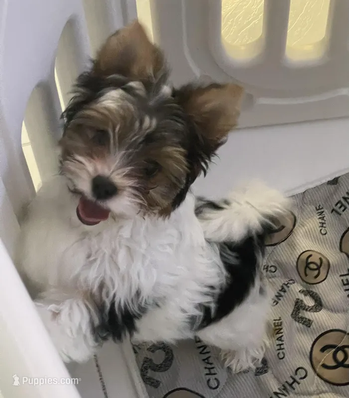 Elsa, a female Biewer for sale in Lighthouse Point, FL – Photo 1 of 3