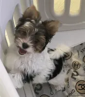 Elsa, a female Biewer for sale in Lighthouse Point, FL – Photo 1 of 3