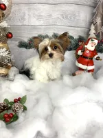 Anna, a female Biewer for sale in Lighthouse Point, FL – Photo 1 of 4