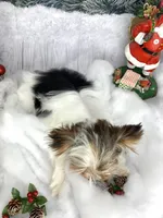 Anna, a female Biewer for sale in Lighthouse Point, FL – Photo 4 of 4