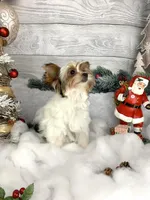 Anna, a female Biewer for sale in Lighthouse Point, FL – Photo 3 of 4