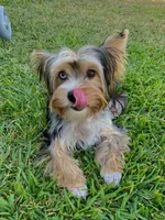 Kali, a female Yorkshire Terrier for sale in Lighthouse Point, FL – Photo 4 of 8