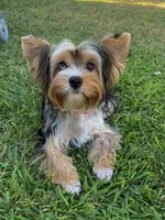 Kali, a female Yorkshire Terrier for sale in Lighthouse Point, FL – Photo 2 of 8