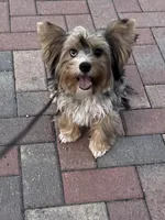 Kali, a female Yorkshire Terrier for sale in Lighthouse Point, FL – Photo 8 of 8