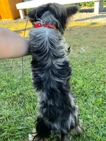 Kali, a female Yorkshire Terrier for sale in Lighthouse Point, FL – Photo 7 of 8