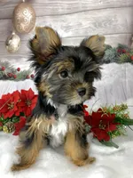 Gastón, a male Yorkshire Terrier for sale in Lighthouse Point, FL – Photo 3 of 3