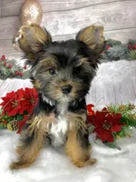 Gastón, a male Yorkshire Terrier for sale in Lighthouse Point, FL – Photo 2 of 3