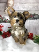 Kahlua, a female Yorkshire Terrier for sale in Lighthouse Point, FL – Photo 3 of 4