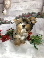 Kahlua, a female Yorkshire Terrier for sale in Lighthouse Point, FL – Photo 1 of 4