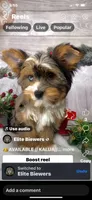 Kahlua, a female Yorkshire Terrier for sale in Lighthouse Point, FL – Photo 4 of 4