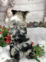 Kahlua, a female Yorkshire Terrier for sale in Lighthouse Point, FL – Photo 2 of 4