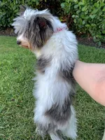 Baby, a male Yorkshire Terrier for sale in Lighthouse Point, FL – Photo 4 of 4