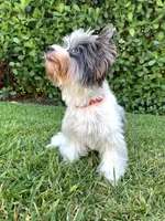 Baby, a male Yorkshire Terrier for sale in Lighthouse Point, FL – Photo 3 of 4