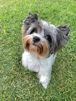 Baby, a male Yorkshire Terrier for sale in Lighthouse Point, FL – Photo 1 of 4