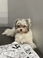 Ollie, a male Yorkshire Terrier for sale in Lighthouse Point, FL – Photo 2 of 2