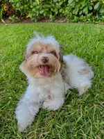 Goldust, a female Yorkshire Terrier for sale in Lighthouse Point, FL – Photo 3 of 5