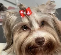 Goldust, a female Yorkshire Terrier for sale in Lighthouse Point, FL – Photo 1 of 5