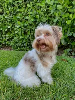 Goldust, a female Yorkshire Terrier for sale in Lighthouse Point, FL – Photo 4 of 5