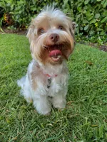 Goldust, a female Yorkshire Terrier for sale in Lighthouse Point, FL – Photo 2 of 5