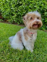 Goldust, a female Yorkshire Terrier for sale in Lighthouse Point, FL – Photo 5 of 5