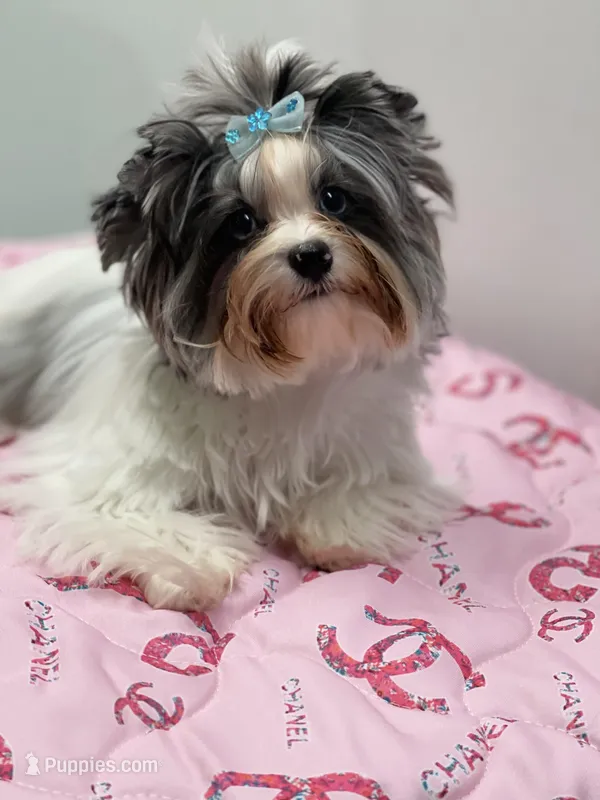 Fiji, a female Yorkshire Terrier for sale in Lighthouse Point, FL – Photo 1 of 4