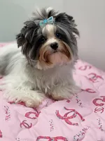 Fiji, a female Yorkshire Terrier for sale in Lighthouse Point, FL – Photo 1 of 4