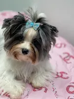 Fiji, a female Yorkshire Terrier for sale in Lighthouse Point, FL – Photo 4 of 4