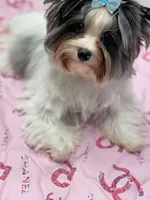 Fiji, a female Yorkshire Terrier for sale in Lighthouse Point, FL – Photo 2 of 4