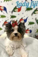 Fiji, a female Yorkshire Terrier for sale in Lighthouse Point, FL – Photo 3 of 4