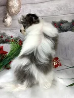 Baloo, a male Yorkshire Terrier for sale in Lighthouse Point, FL – Photo 3 of 3