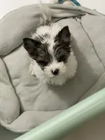 Baloo, a male Yorkshire Terrier for sale in Lighthouse Point, FL – Photo 2 of 3