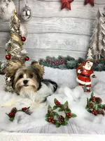 Elsa, a female Biewer for sale in Lighthouse Point, FL – Photo 2 of 2