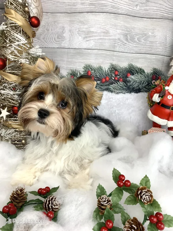 Elsa, a female Biewer for sale in Lighthouse Point, FL – Photo 1 of 2