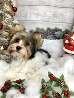 Elsa, a female Biewer for sale in Lighthouse Point, FL – Photo 1 of 2