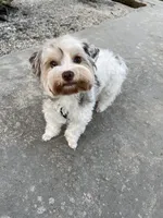 Love, a female Yorkshire Terrier for sale in Lighthouse Point, FL – Photo 2 of 4