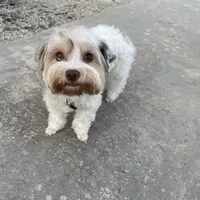 Love, a female Yorkshire Terrier for sale in Lighthouse Point, FL – Photo 3 of 4