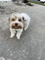 Love, a female Yorkshire Terrier for sale in Lighthouse Point, FL – Photo 3 of 4