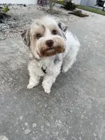 Love, a female Yorkshire Terrier for sale in Lighthouse Point, FL – Photo 4 of 4