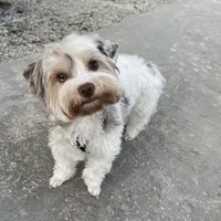 Love, a female Yorkshire Terrier for sale in Lighthouse Point, FL – Photo 1 of 4