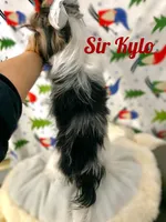 Kylo, a male Yorkshire Terrier and Biewer for sale in Lighthouse Point, FL – Photo 2 of 2