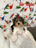 Kylo, a male Yorkshire Terrier and Biewer for sale in Lighthouse Point, FL – Photo 1 of 2